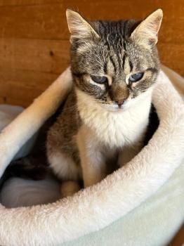 Popeye, FelV positiv