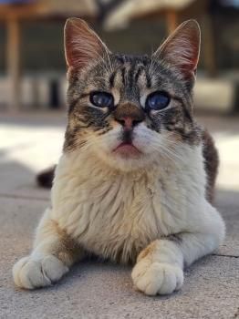 Popeye, FelV positiv