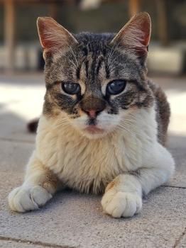 Popeye, FelV positiv