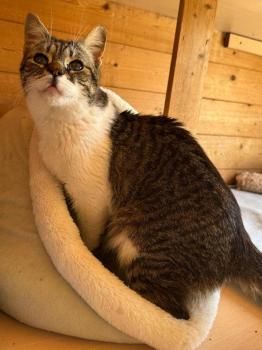 Popeye, FelV positiv