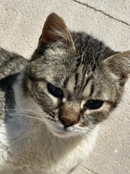 Popeye, FelV positiv