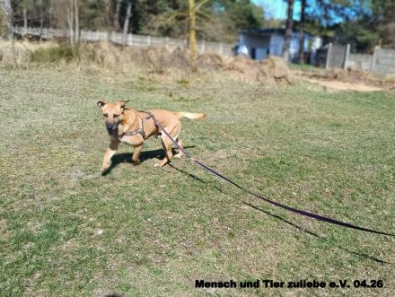 Forrest sehr aktiv und liebt uns Menschen
