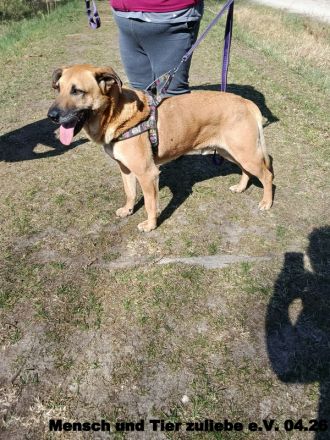 Forrest sehr aktiv und liebt uns Menschen