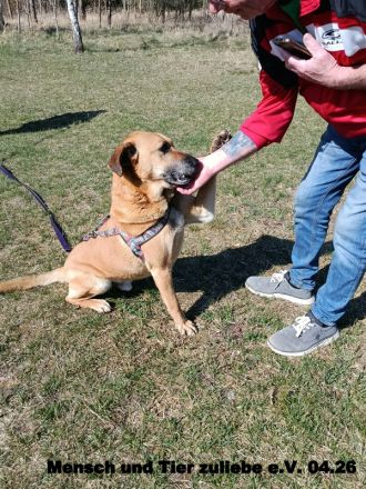 Forrest sehr aktiv und liebt uns Menschen