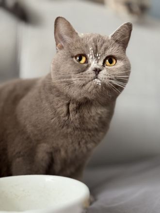 Bkh Kitten - 1 lilac Mädchen