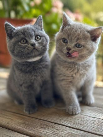 Bkh Kitten - lilac & blue