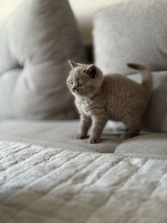 Bkh Kitten - 1 lilac Mädchen