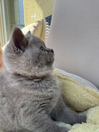 Bkh Kitten - lilac & blue