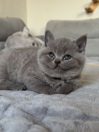 Bkh Kitten - 1 lilac Mädchen