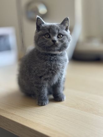 Bkh Kitten - lilac & blue