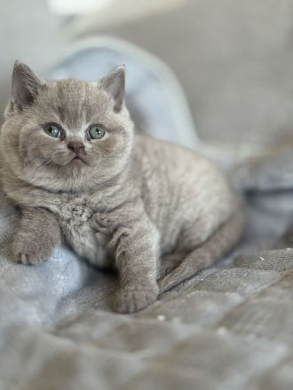 Bkh Kitten - 1 lilac Mädchen