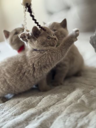 Bkh Kitten - 1 lilac Mädchen