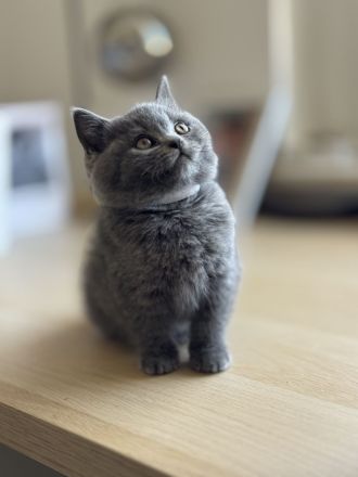 Bkh Kitten - lilac & blue