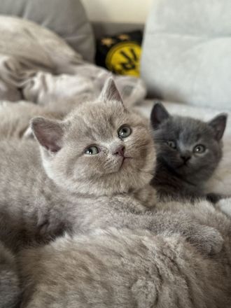 Bkh Kitten - 1 lilac Mädchen