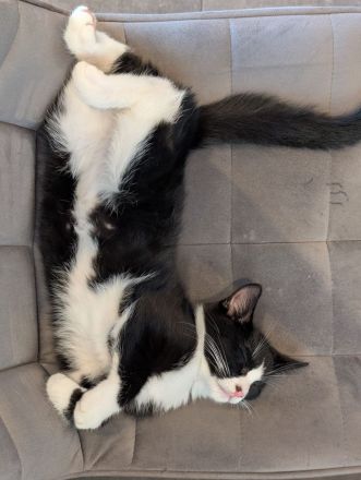Babykatze abzugeben