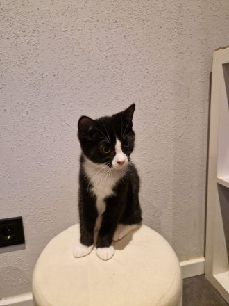 Babykatze abzugeben