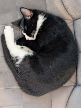 Babykatze abzugeben