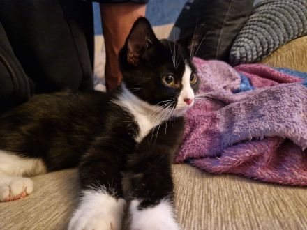 Babykatze abzugeben