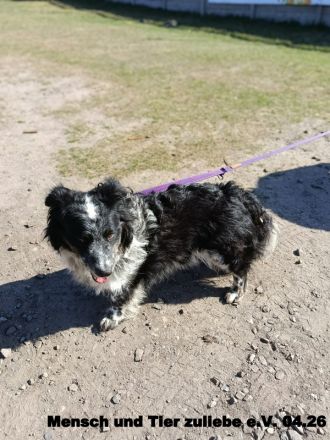 Gaga sehr freundlich und agil