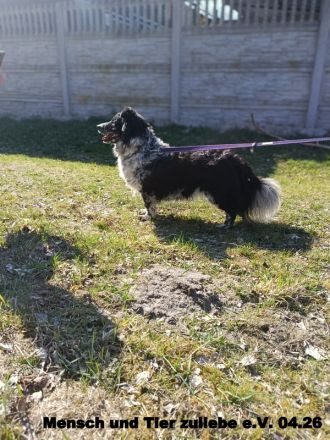 Gaga sehr freundlich und agil