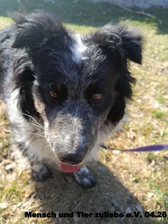 Gaga sehr freundlich und agil