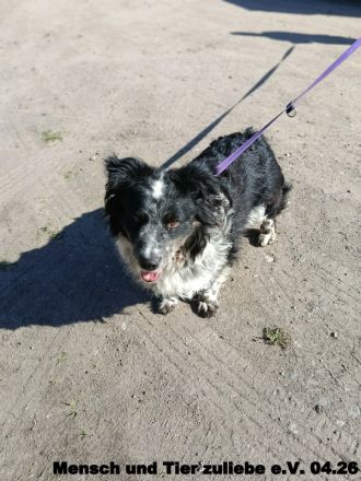 Gaga sehr freundlich und agil