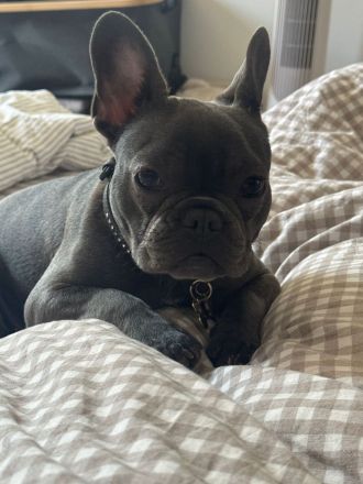 Französische Bulldogge Welpe 8 Monate alt