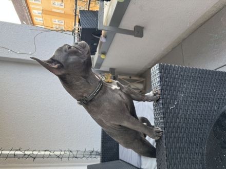 Französische Bulldogge Welpe 8 Monate alt