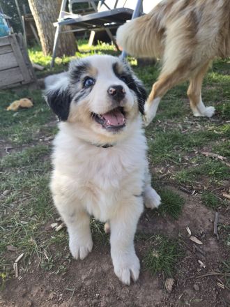 3 bezaubernde reinrassige Standart Australian Shepherd Welpen