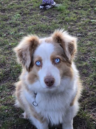 3 bezaubernde reinrassige Standart Australian Shepherd Welpen
