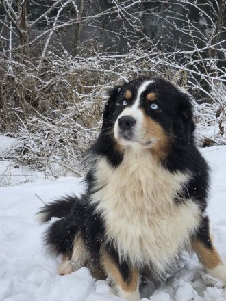 3 bezaubernde reinrassige Standart Australian Shepherd Welpen