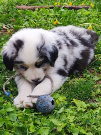 3 bezaubernde reinrassige Standart Australian Shepherd Welpen