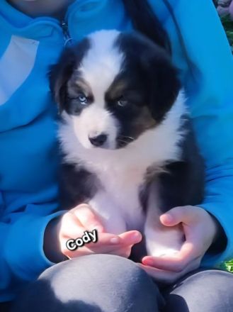 3 bezaubernde reinrassige Standart Australian Shepherd Welpen