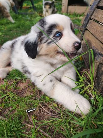 3 bezaubernde reinrassige Standart Australian Shepherd Welpen