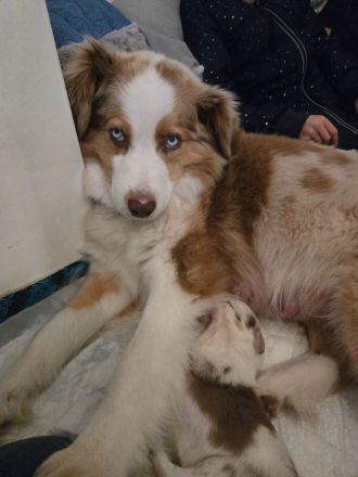 3 bezaubernde reinrassige Standart Australian Shepherd Welpen