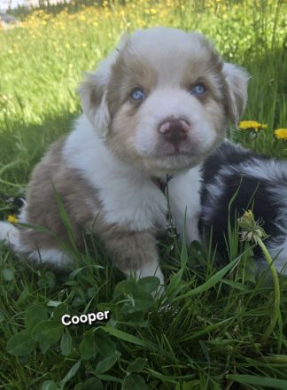 3 bezaubernde reinrassige Standart Australian Shepherd Welpen