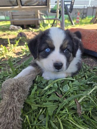 3 bezaubernde reinrassige Standart Australian Shepherd Welpen