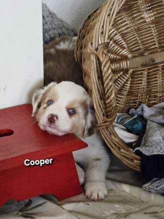 3 bezaubernde reinrassige Standart Australian Shepherd Welpen