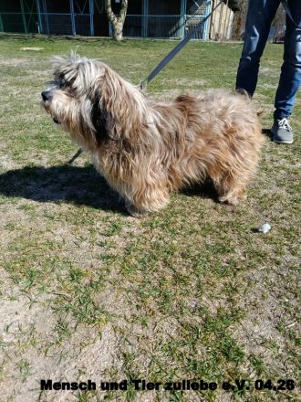 Teddy sucht sein Glück