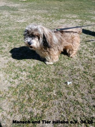 Teddy sucht sein Glück