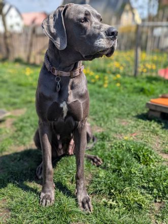 Deutsche Doggen mit Papieren