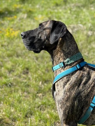 Deutsche Doggen mit Papieren