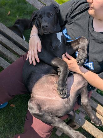 Deutsche Doggen mit Papieren