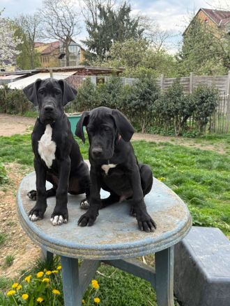 Deutsche Doggen mit Papieren