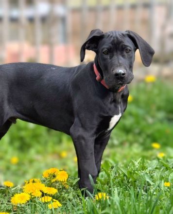 Deutsche Doggen mit Papieren