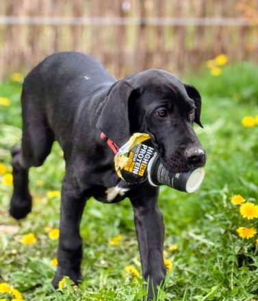 Deutsche Doggen mit Papieren