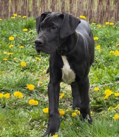 Deutsche Doggen mit Papieren