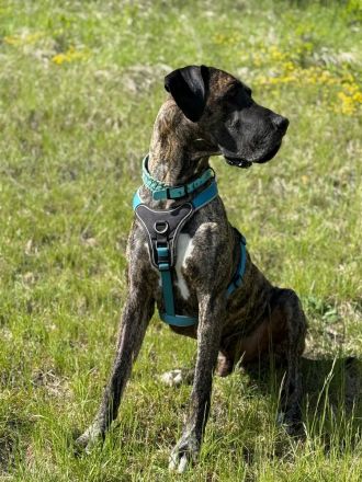 Deutsche Doggen mit Papieren