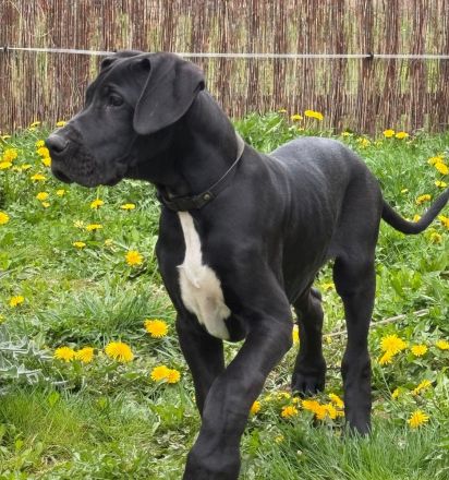 Deutsche Doggen mit Papieren