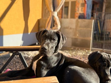 Deutsche Doggen mit Papieren